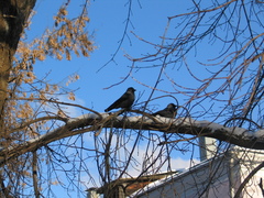 Corvus monedula