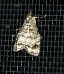 Stericta chlorophoena