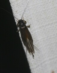 Teleogryllus commodus