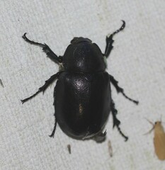 Xylotrupes australicus