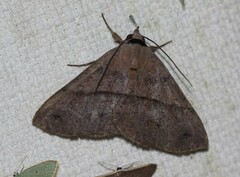 Ophyx eurrhoa