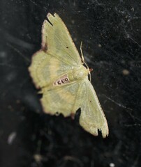 Metallochlora lineata