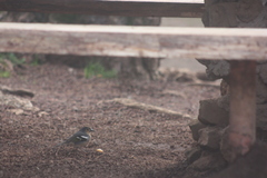Fringilla coelebs canariensis