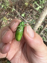 Chlorocysta vitripennis
