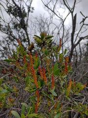 Colliguaja odorifera