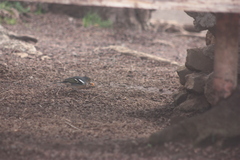 Fringilla coelebs canariensis
