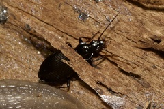 Limodromus