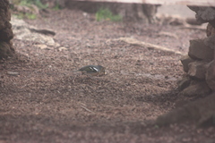 Fringilla coelebs canariensis
