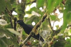 Cephalopterus penduliger