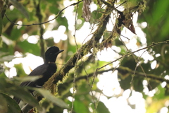 Cephalopterus penduliger