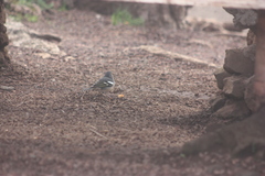Fringilla coelebs canariensis