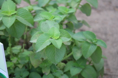 Coleus amboinicus