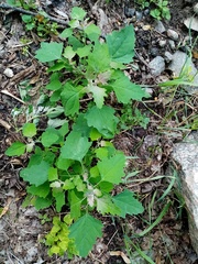 Chenopodium suecicum