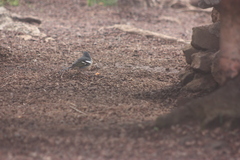 Fringilla coelebs canariensis