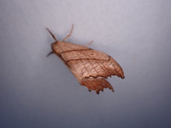 Drepana bilineata