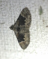 Mnesiloba eupitheciata