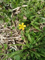 Oxalis dillenii