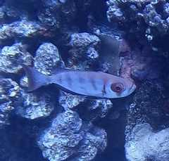 Priacanthus hamrur