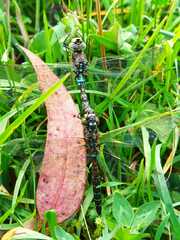 Rhionaeschna marchali