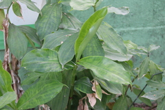 Costus spicatus