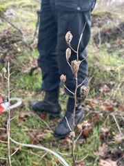 Camassia quamash