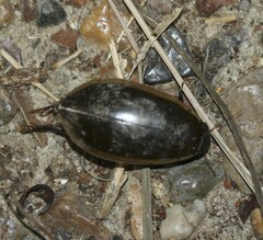 Cybister tripunctatus