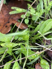 Claytonia parviflora