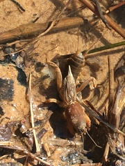 Neocurtilla hexadactyla