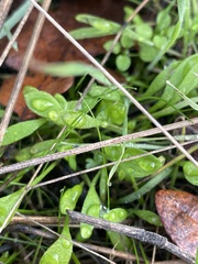 Claytonia parviflora