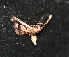 Scenedra decoratalis