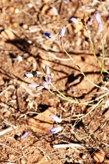Heliophila linearis linearifolia
