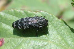 Coraebus rubi