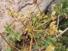 Arracacia peruviana