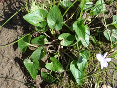 Viola missouriensis