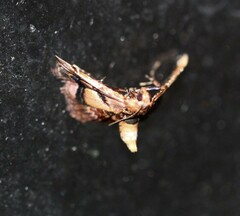 Scenedra decoratalis