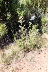 Salvia chamelaeagnea