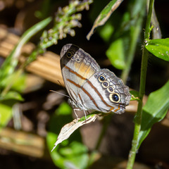 Cissia pseudoconfusa