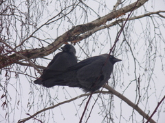 Corvus monedula