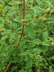 Lippia javanica