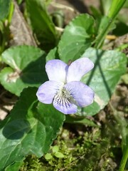 Viola missouriensis