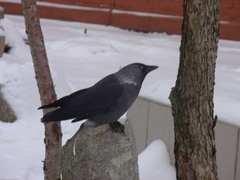 Corvus monedula