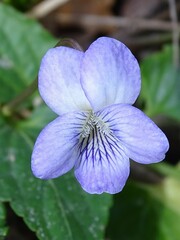 Viola missouriensis