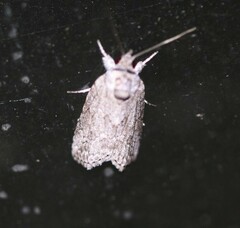 Nycteola polycyma