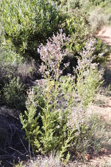 Salvia chamelaeagnea
