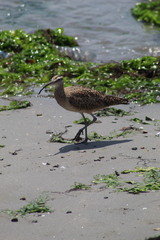 Numenius phaeopus hudsonicus