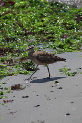 Numenius phaeopus hudsonicus