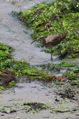 Numenius phaeopus hudsonicus