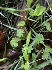 Nemophila parviflora