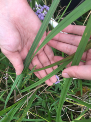 Tripsacum dactyloides