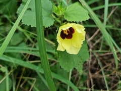 Hibiscus calyphyllus